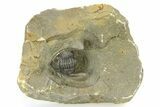 Diademaproetus Trilobite - Ofaten, Morocco #286540-4
